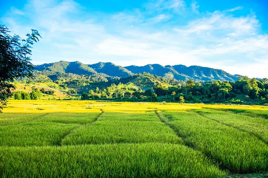 Agriculture Farm Land